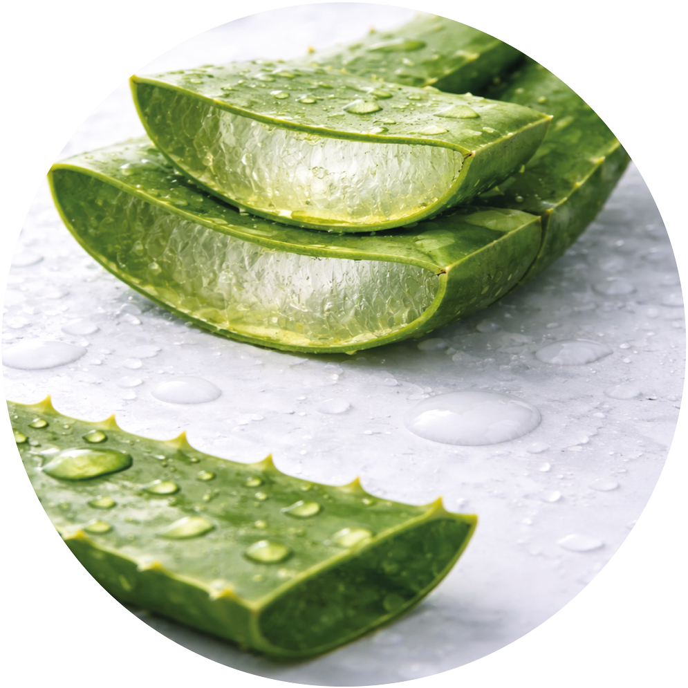 Aloe Vera